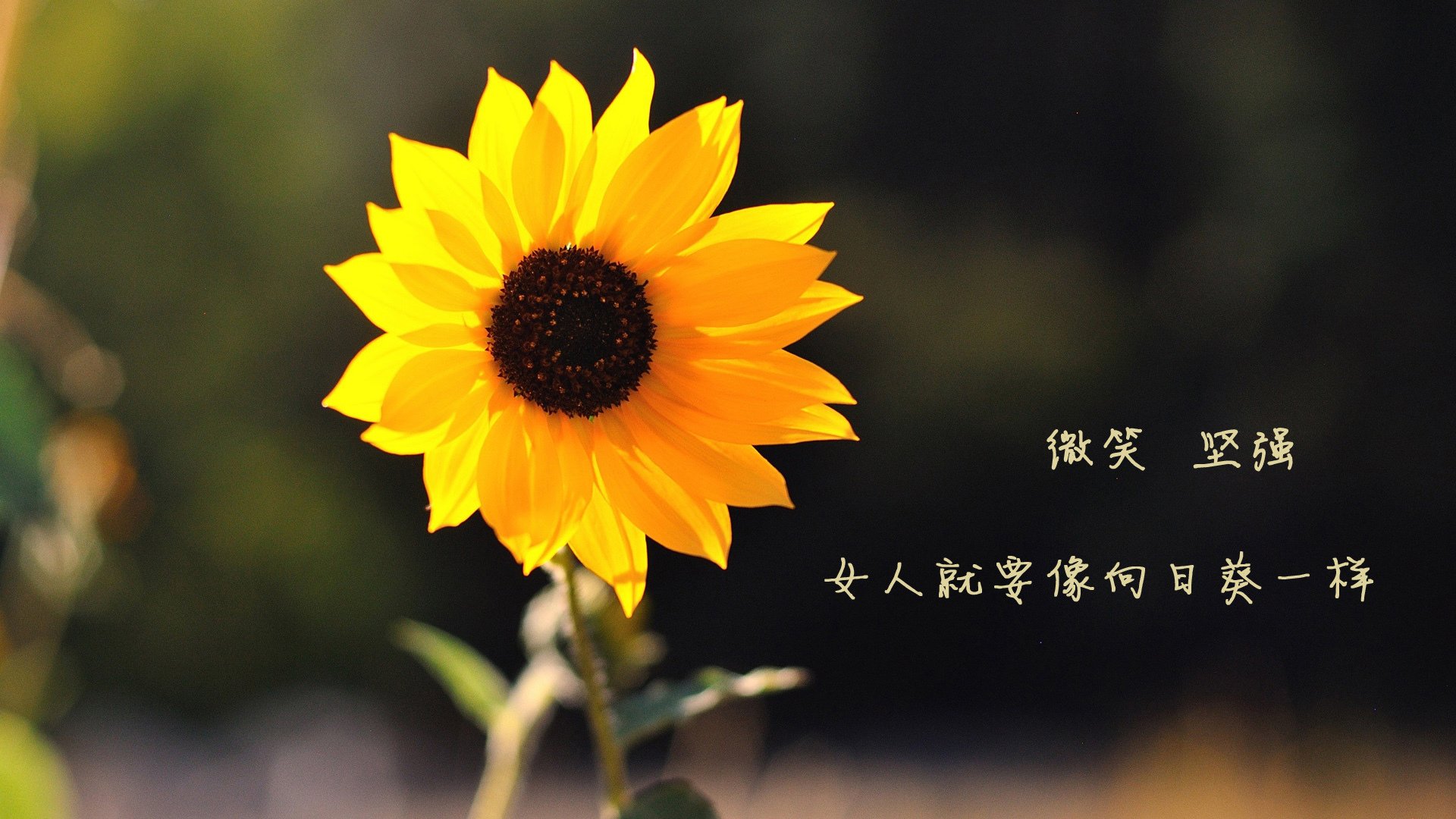 青少年“星耀杯”全国青少年篮球比赛吸引广泛关注，星火杯青少年篮球精英赛